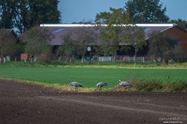 Kranich, Grauer Kranich, Grus grus, Kraniche  (Gruidae), Tiere beim äsen, Diepholzer Moorniederung, Deutschland