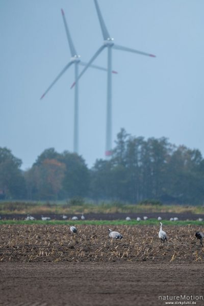 Kranich, Grauer Kranich, Grus grus, Kraniche  (Gruidae), Tiere beim äsen, Diepholzer Moorniederung, Deutschland