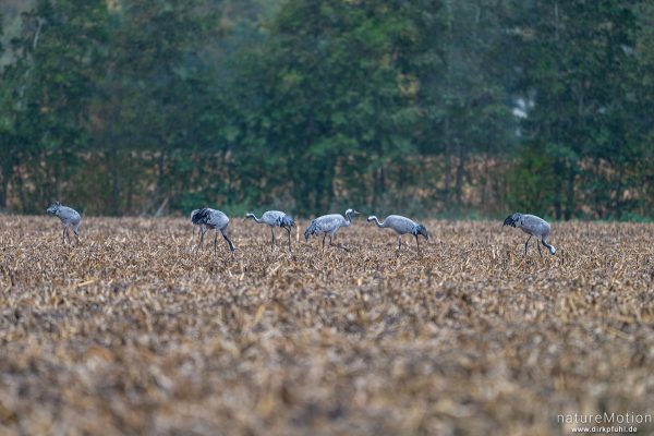 Kranich, Grauer Kranich, Grus grus, Kraniche  (Gruidae), Tiere beim äsen, Diepholzer Moorniederung, Deutschland