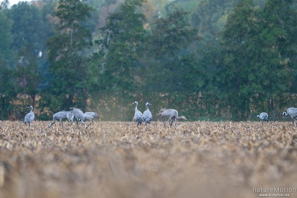 Kranich, Grauer Kranich, Grus grus, Kraniche  (Gruidae), Tiere beim äsen, Diepholzer Moorniederung, Deutschland