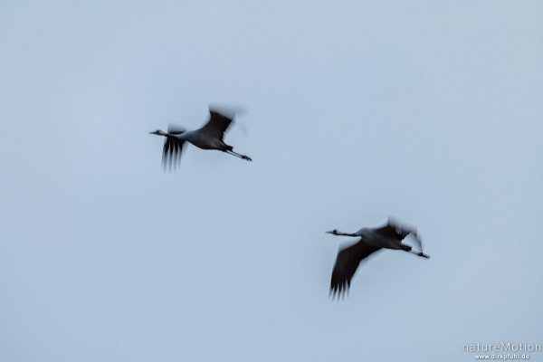 Kranich, Grauer Kranich, Grus grus, Kraniche  (Gruidae), abendlicher Einflug zum Rastplatz, Großes Moor bei Uchte, Diepholzer Moorniederung, Deutschland