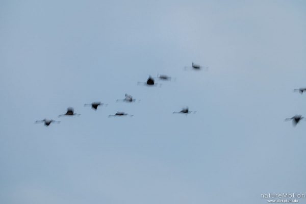 Kranich, Grauer Kranich, Grus grus, Kraniche  (Gruidae), abendlicher Einflug zum Rastplatz, Großes Moor bei Uchte, Diepholzer Moorniederung, Deutschland