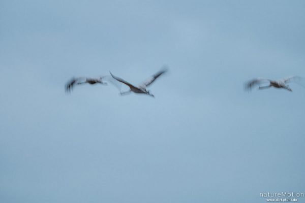 Kranich, Grauer Kranich, Grus grus, Kraniche  (Gruidae), abendlicher Einflug zum Rastplatz, Großes Moor bei Uchte, Diepholzer Moorniederung, Deutschland