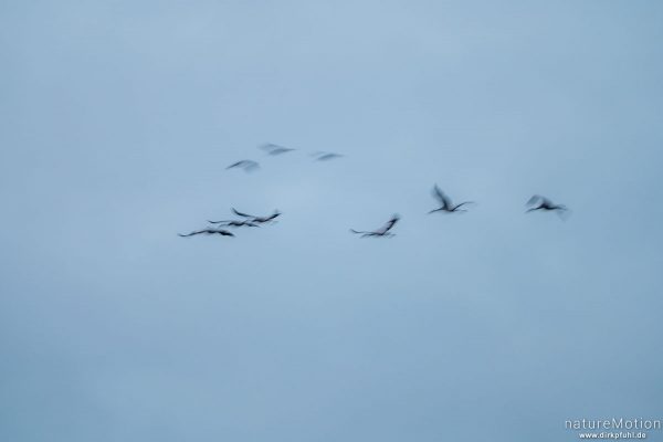 Kranich, Grauer Kranich, Grus grus, Kraniche  (Gruidae), abendlicher Einflug zum Rastplatz, Großes Moor bei Uchte, Diepholzer Moorniederung, Deutschland