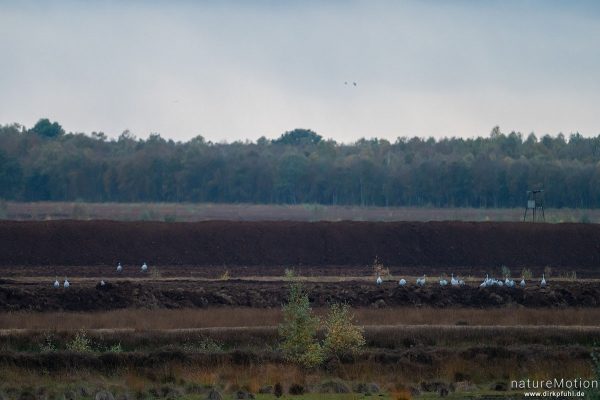 Kranich, Grauer Kranich, Grus grus, Kraniche  (Gruidae), abendlicher Einflug zum Rastplatz, Großes Moor bei Uchte, Diepholzer Moorniederung, Deutschland
