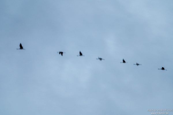 Kranich, Grauer Kranich, Grus grus, Kraniche  (Gruidae), abendlicher Einflug zum Rastplatz, Großes Moor bei Uchte, Diepholzer Moorniederung, Deutschland