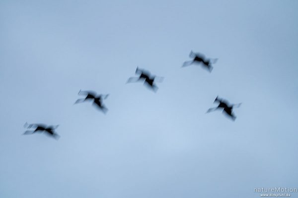 Kranich, Grauer Kranich, Grus grus, Kraniche  (Gruidae), abendlicher Einflug zum Rastplatz, Großes Moor bei Uchte, Diepholzer Moorniederung, Deutschland