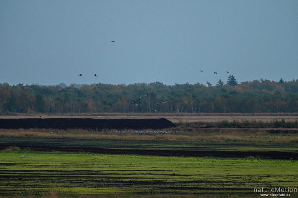 Kranich, Grauer Kranich, Grus grus, Kraniche  (Gruidae), abendlicher Einflug zum Rastplatz, Großes Moor bei Uchte, Diepholzer Moorniederung, Deutschland