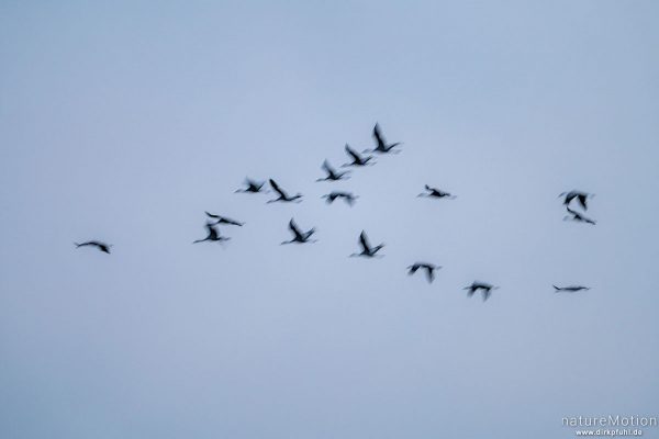 Kranich, Grauer Kranich, Grus grus, Kraniche  (Gruidae), abendlicher Einflug zum Rastplatz, Großes Moor bei Uchte, Diepholzer Moorniederung, Deutschland