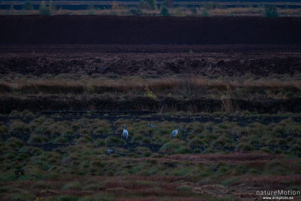 Kranich, Grauer Kranich, Grus grus, Kraniche  (Gruidae), abendlicher Einflug zum Rastplatz, Großes Moor bei Uchte, Diepholzer Moorniederung, Deutschland