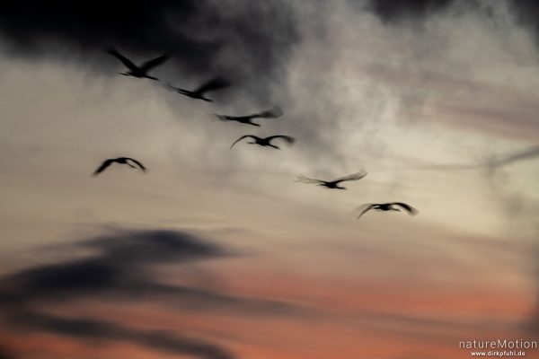 Kranich, Grauer Kranich, Grus grus, Kraniche  (Gruidae), abendlicher Einflug zum Rastplatz, Großes Moor bei Uchte, Diepholzer Moorniederung, Deutschland