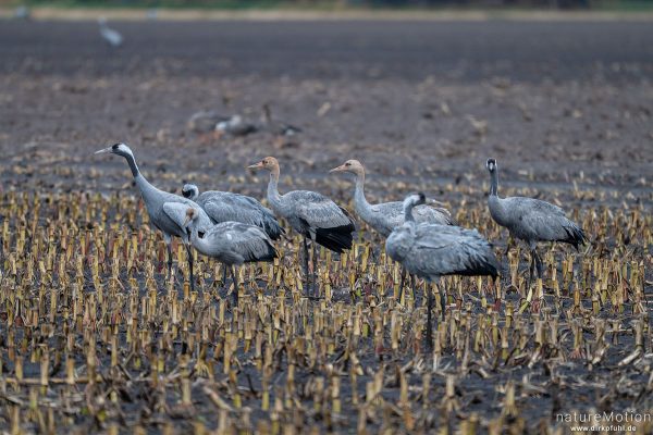 Kranich, Grauer Kranich, Grus grus, Kraniche  (Gruidae), Tiere beim äsen, Diepholzer Moorniederung, Deutschland