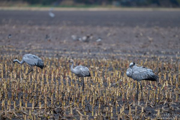 Kranich, Grauer Kranich, Grus grus, Kraniche  (Gruidae), Tiere beim äsen, Diepholzer Moorniederung, Deutschland