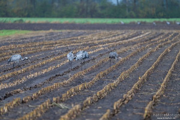 Kranich, Grauer Kranich, Grus grus, Kraniche  (Gruidae), Tiere beim äsen, Diepholzer Moorniederung, Deutschland