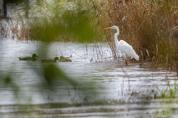 Silberreiher, Casmerodius albus, Reiher (Ardeidae), auf Nahrungssuche im Schilfgürtel, Steinhuder Meer, Deutschland