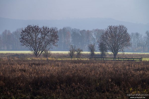 herbstliche Landschaft, Extensivweide am Flüthewehr, Göttingen, Deutschland