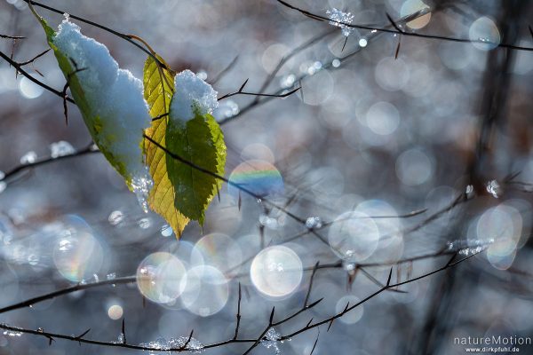 Laub mit tauendem Eis und Lichtreflexen, Westerberg, Göttingen, Deutschland