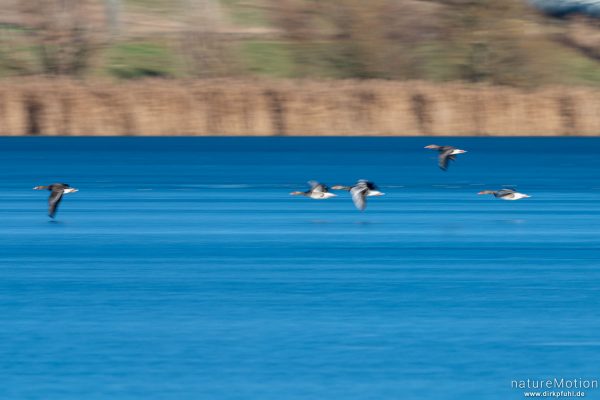 Graugans, Anser anser, Anatidae,  fliegen über Eisfläche, Seeburger See, Deutschland