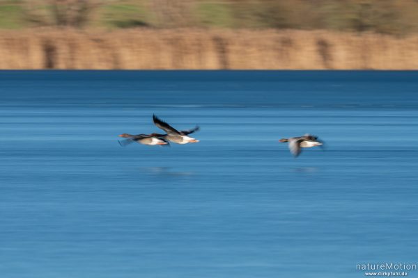 Graugans, Anser anser, Anatidae,  fliegen über Eisfläche, Seeburger See, Deutschland