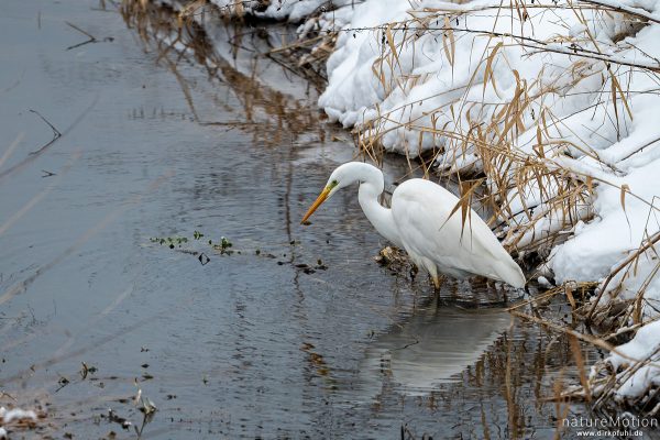 Silberreiher, Casmerodius albus, Reiher (Ardeidae), auf Beutefang, Schnee, Flüthegraben, ,