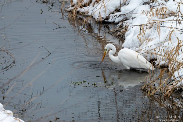 Silberreiher, Casmerodius albus, Reiher (Ardeidae), auf Beutefang, Schnee, Flüthegraben, ,