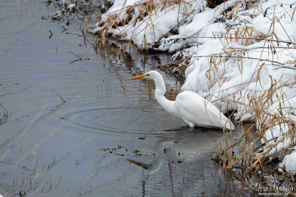 Silberreiher, Casmerodius albus, Reiher (Ardeidae), auf Beutefang, Schnee, Flüthegraben, ,