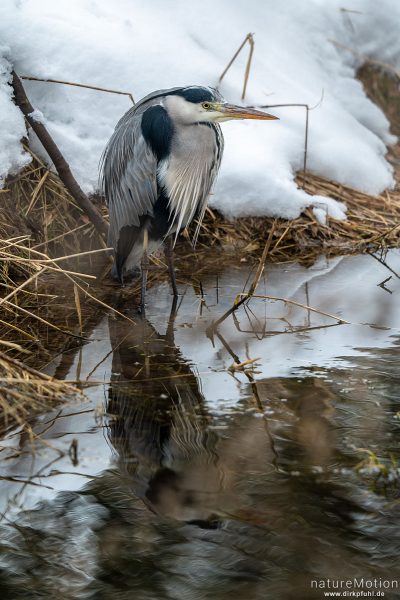 Graureiher, Ardea cinerea, Ardeidae, sitzt geduckt am schneebedeckten Ufer, Flüthegraben, Göttingen, Deutschland
