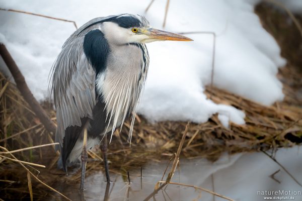 Graureiher, Ardea cinerea, Ardeidae, sitzt geduckt am schneebedeckten Ufer, Flüthegraben, Göttingen, Deutschland