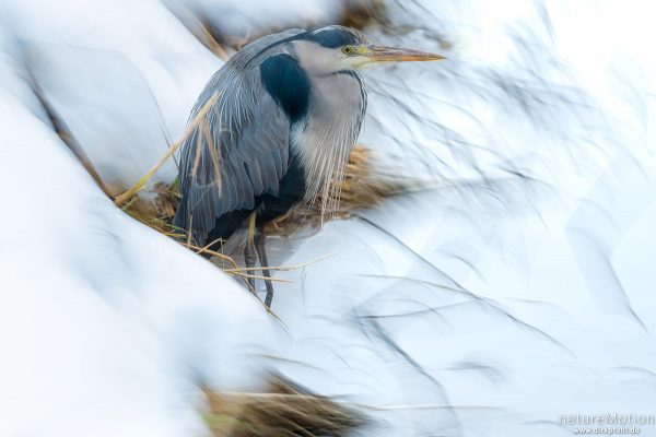 Graureiher, Ardea cinerea, Ardeidae, sitzt geduckt am schneebedeckten Ufer, Flüthegraben, Göttingen, Deutschland