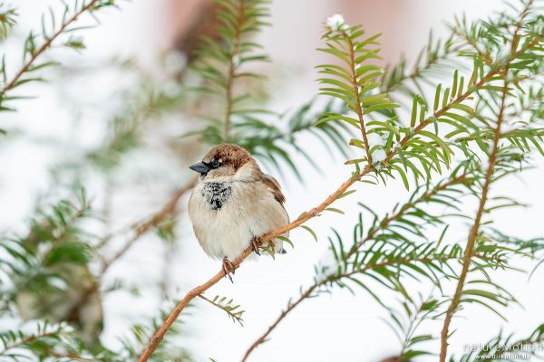 Haussperling, Spatz, Passer domesticus, Sperlinge (Passeridae), in Hecke beim Haus des Sports, Schnee, Göttingen, Deutschland