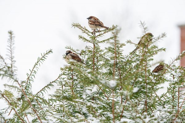 Haussperling, Spatz, Passer domesticus, Sperlinge (Passeridae), in Hecke beim Haus des Sports, Schnee, Göttingen, Deutschland