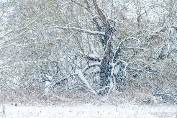Weide am Ackerrand, schneebedeckte Zweige, Schneetreiben, Kiessee, Göttingen, Deutschland