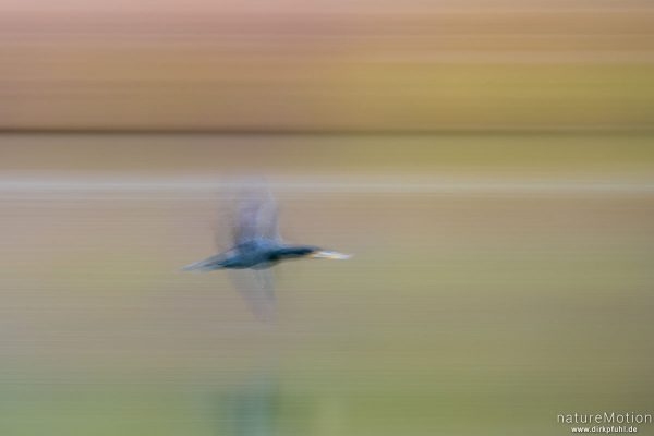 Kormoran, Phalacrocorax carbo, Phalacrocoracidae, im Flug, Kiessee, Göttingen, Deutschland