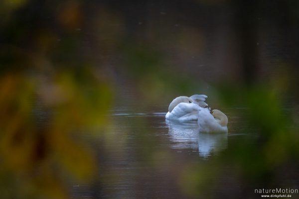 Höckerschwan, Cygnus olor, Entenvögel (Anatidae), Kiessee, Göttingen, Deutschland