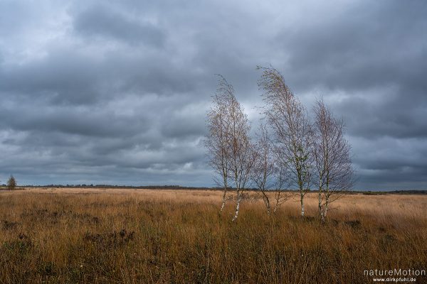 Birken, Oppenweher Moor, Diepholzer Moorniederung, Deutschland