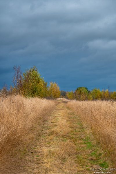 Oppenweher Moor, Diepholzer Moorniederung, Deutschland