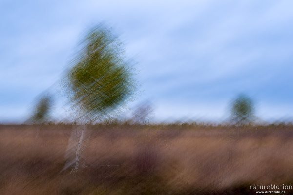 Birke, Oppenweher Moor, Diepholzer Moorniederung, Deutschland