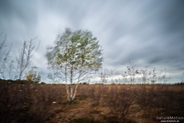 Birke, Oppenweher Moor, Diepholzer Moorniederung, Deutschland