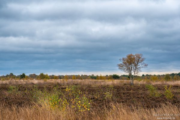 Birke, Oppenweher Moor, Diepholzer Moorniederung, Deutschland