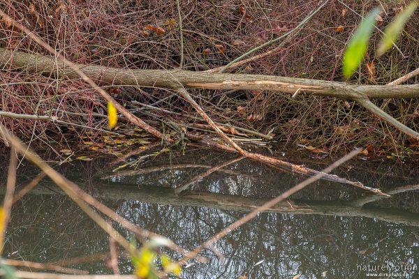 Europäische Biber, Castor fiber, Biber (Castoridae), Frassspuren an frisch gefällter Weide, Leine, Göttingen, Deutschland