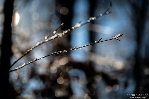 tauendes Eis auf Zweig, Göttinger Wald, Göttingen, Deutschland
