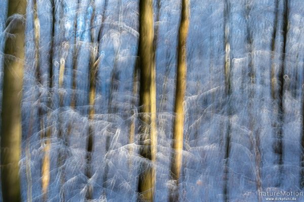 Winterwald, Göttinger Wald, Göttingen, Deutschland