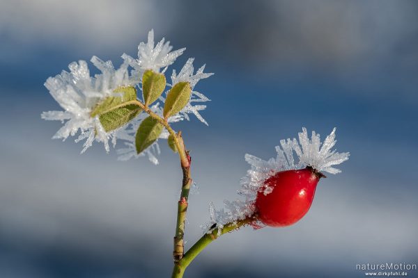 Hunds-Rose, Rosa canina, Rosaceae, Frucht, Eiskristalle, Kerstlingeröder Feld, Göttingen, Deutschland