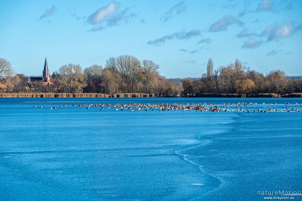 Wintergäste auf Eisfläche, Seeburger See, Seeburger See, Deutschland
