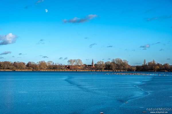 Wintergäste auf Eisfläche, Seeburger See, Seeburger See, Deutschland