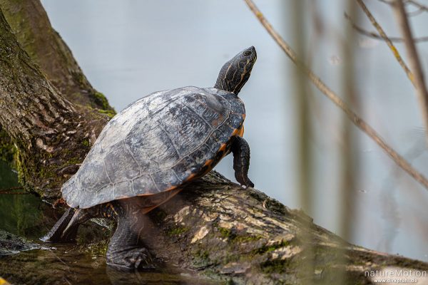 Schmuckschildkröte, Pseudemys concinna, 	Neuwelt-Sumpfschildkröten (Emydidae), Tier beim sonnen, Kiessee, Göttingen, Deutschland