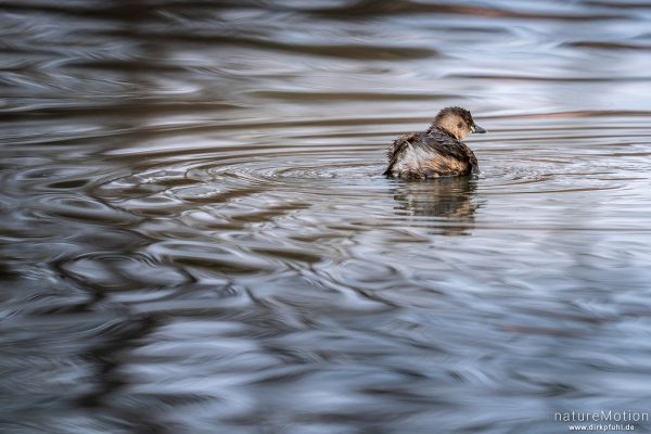 Zwergtaucher, Tachybaptus ruficollis, Podicipedidae, Levinscher Park, Göttingen, Deutschland