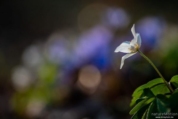 Buschwindröschen, Anemone nemorosa, Ranunculaceae, Göttinger Wald, Göttingen, Deutschland