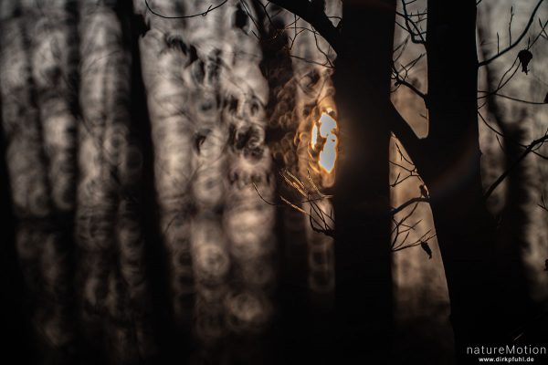 Sonne scheint durch Geäst, Götitnger Wald, Spiegeltele 300 mm, Göttingen, Deutschland