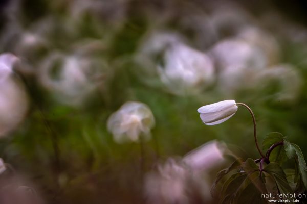 Buschwindröschen, Anemone nemorosa, Ranunculaceae, Blüten, Spiegeltele 300 mm, Göttingen, Deutschland